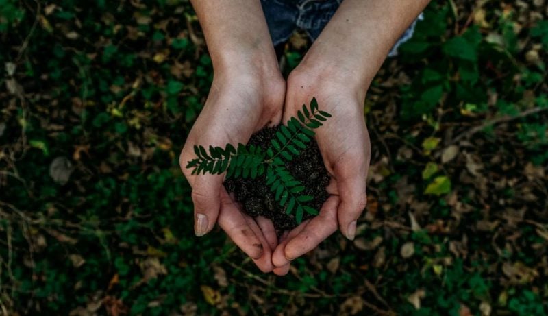 cremation services in Elk Grove Village, IL