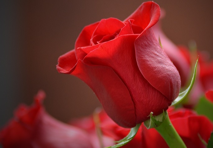 funeral homes in Hoffman Estates, IL