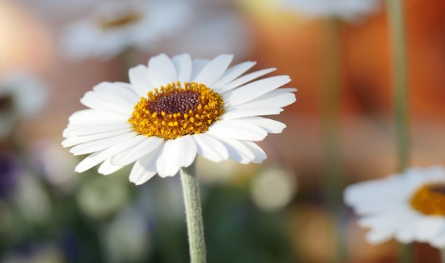 funeral homes in Schaumburg, IL