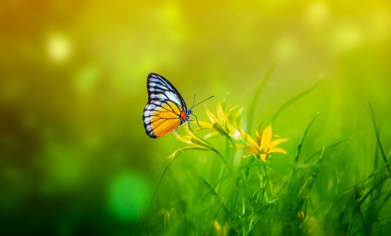 funeral homes in Hoffman Estates, IL