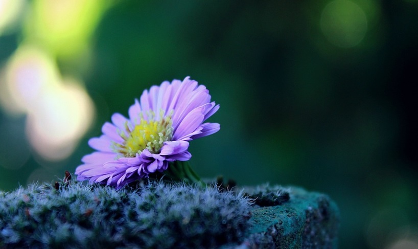 funeral homes in elk grove village, il