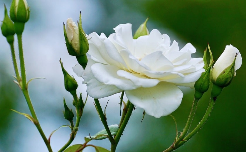 funeral homes in elk grove village, il