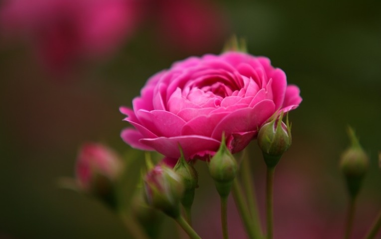 funeral homes in hoffman estates, il