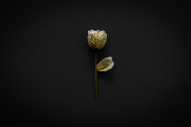 funeral homes Hoffman Estates IL