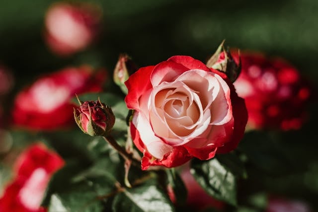 cremation services Streamwood IL