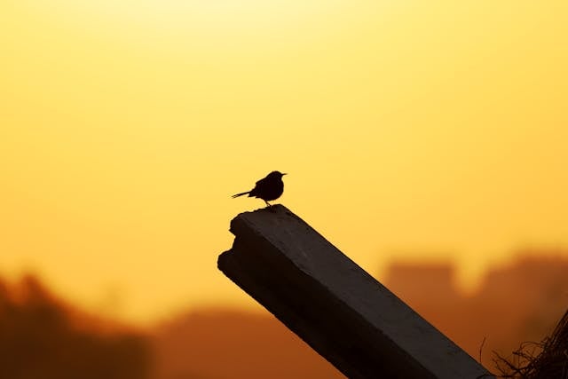 cremation services Hoffman Estates 2