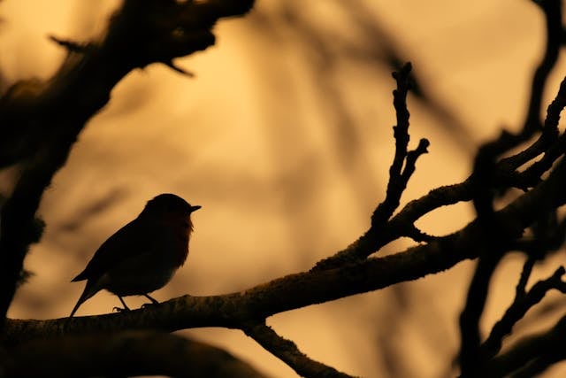 cremation services Hoffman Estates 2